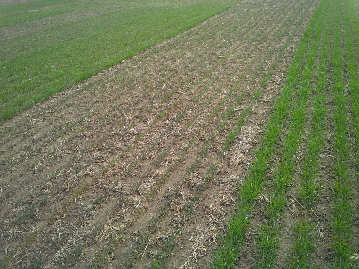 cropdoc2's tweet photo. In-furrow phosphorus (or lack thereof) highly visual. #wheat Ridgetown long-term fertility plots. Cc: @wheatpete https://t.co/QtrlDLlJm1
