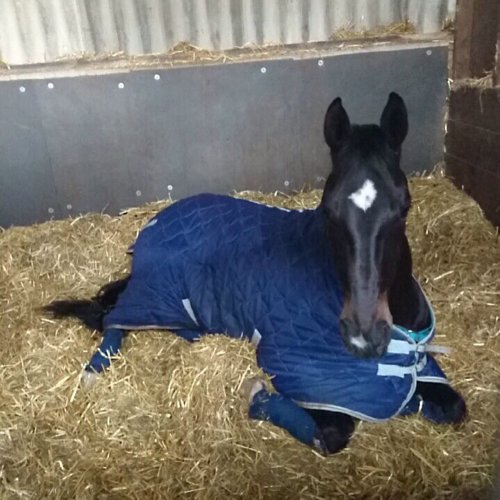 inspiredressage's tweet photo. Sam must know we had a good day at the BD judges convention! #newexercises #hardwork #afternoonnap #equestrianhour https://t.co/rqg6gd3TcV