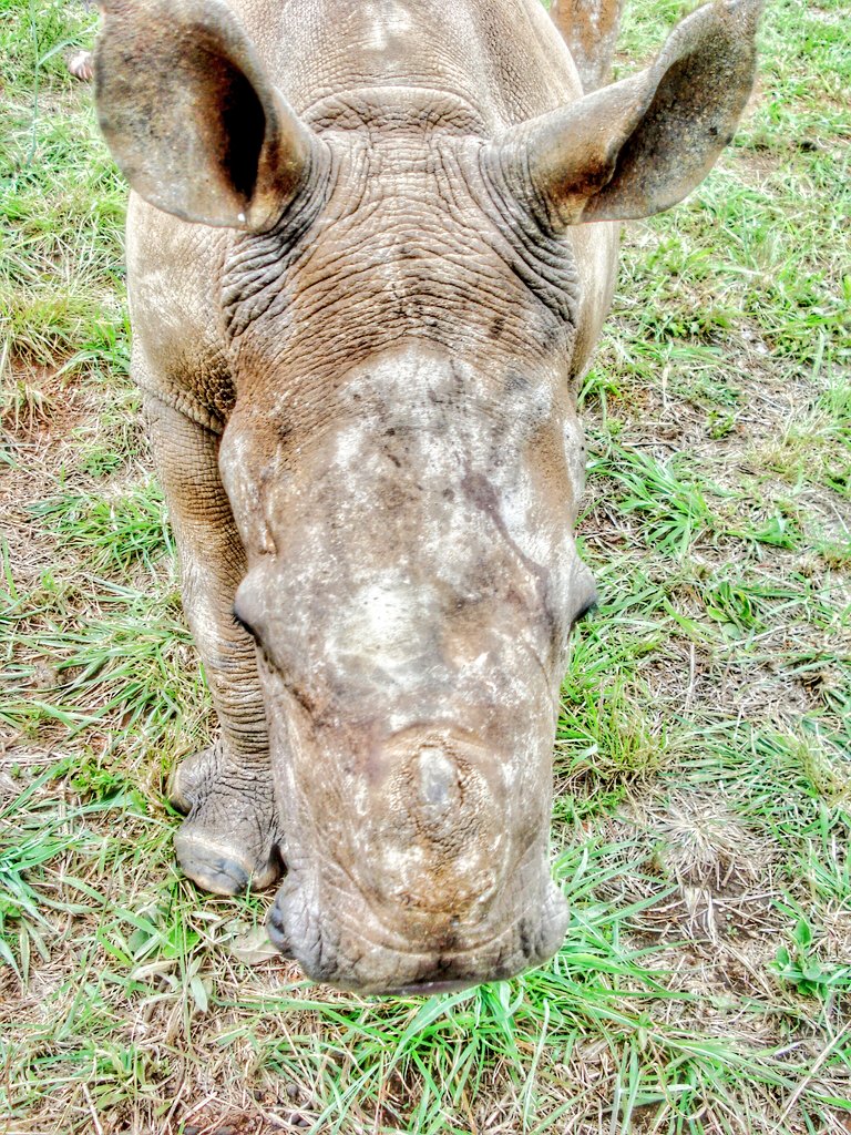 ludwigandkaty's tweet photo. Where will your heart take you this #WildlifeWednesday ... we are with the rhinos! #rhinopoaching #poachingmustfall https://t.co/FRa8OZA4CM