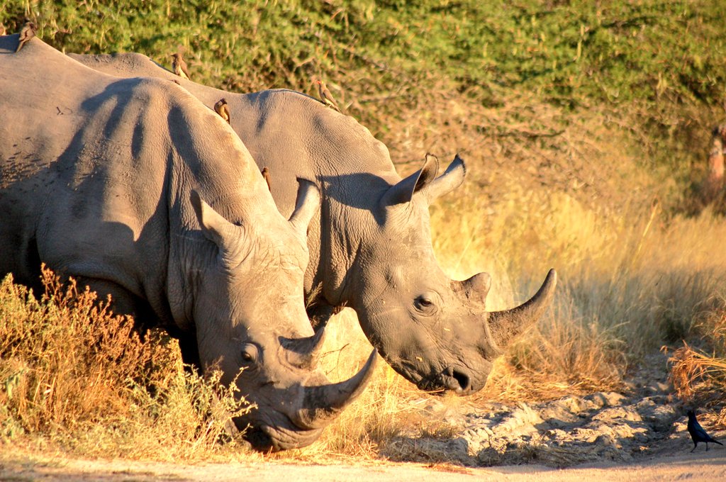 ludwigandkaty's tweet photo. Where will your heart take you this #WildlifeWednesday ... we are with the rhinos! #rhinopoaching #poachingmustfall https://t.co/FRa8OZA4CM