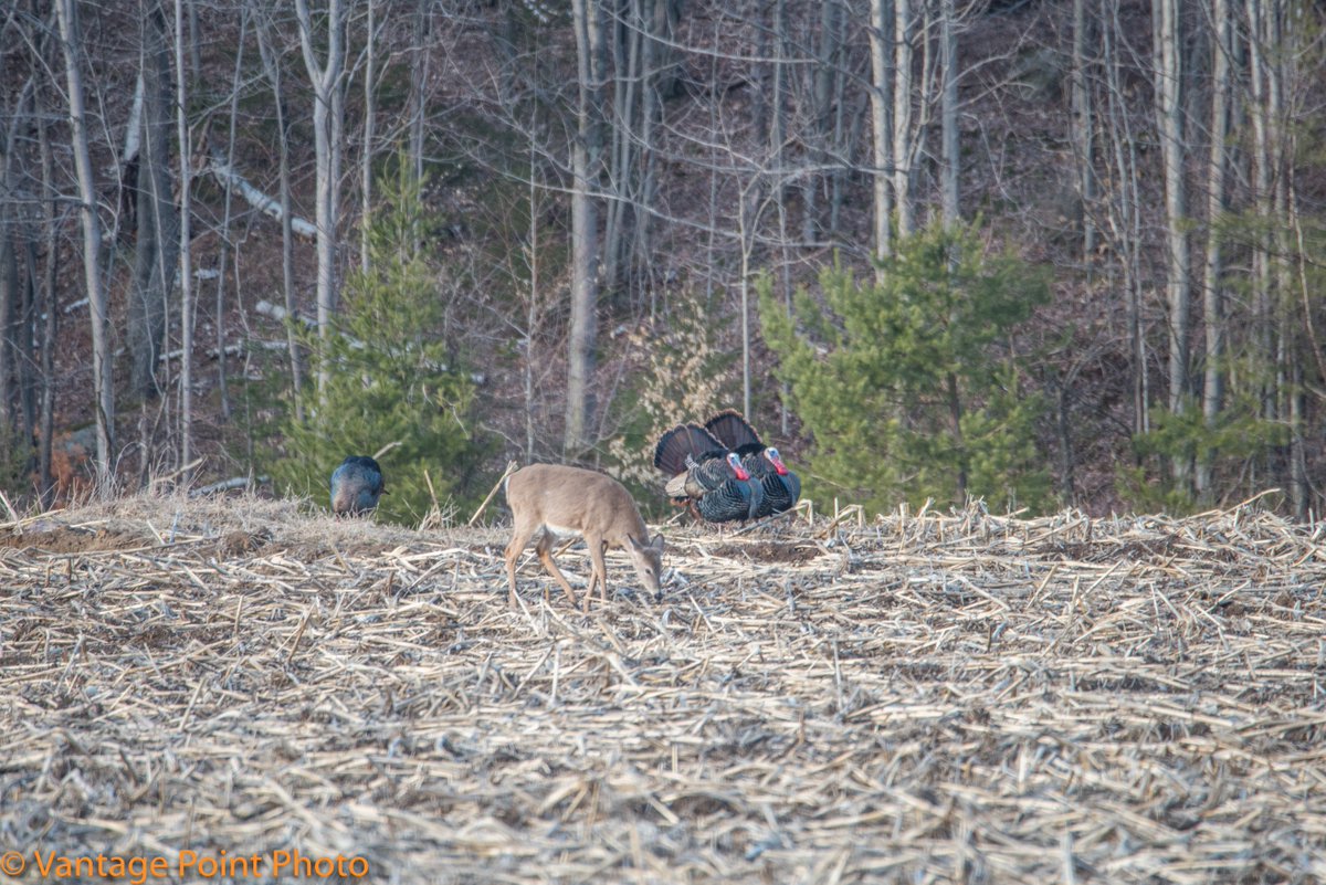 VPOPROS's tweet photo. Turkeys &amp; Deer feeding in the corn field ! https://t.co/yqPpuVEBz1