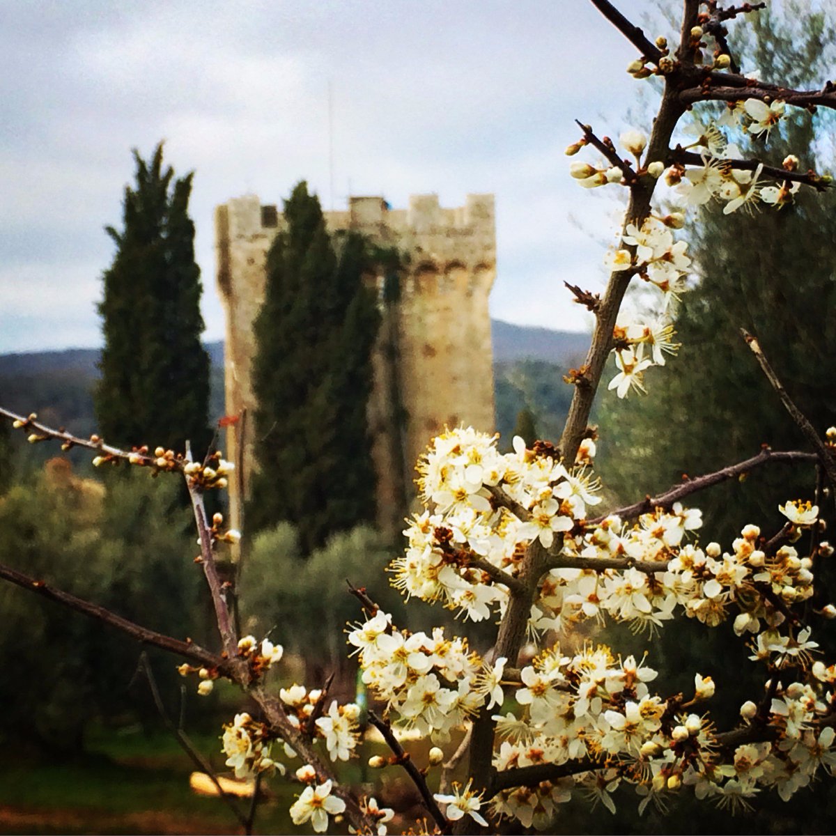Spannocchia's tweet photo. Scene from an early Spring morning at #Spannocchia. #tuscany #aroundsiena #organicfarm #castle #spring #wwoofitalia https://t.co/Zf7XApZAB0