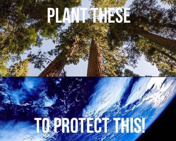 ClimateGroup's tweet photo. For #Earthday2016 and the #ParisAgreement, leave a green mark on the planet! https://t.co/As16vWJ7r6 #Trees4Earth https://t.co/zJJjANMK87
