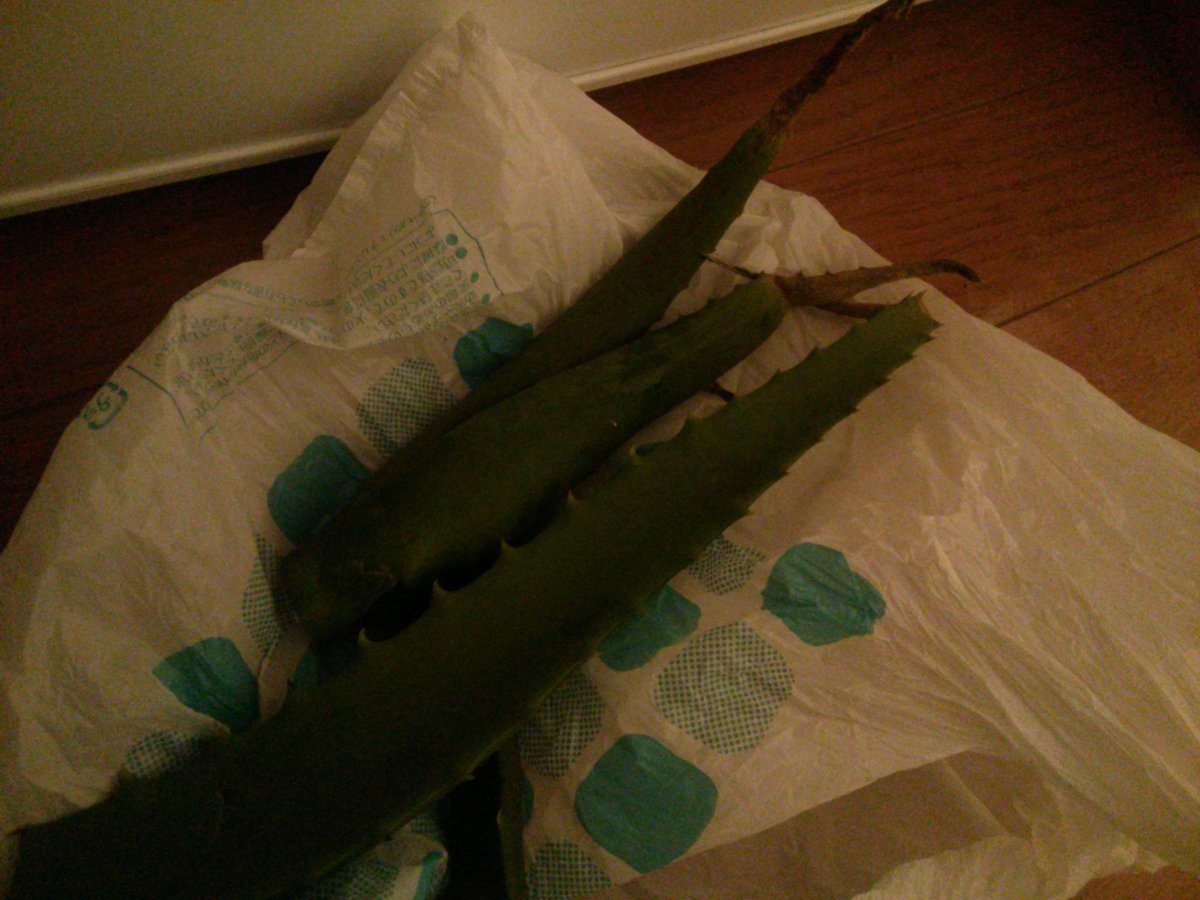 85473925's tweet photo. やけどしたって言ったら
親からアロエが届いた
ぼじってきた感丸出し、笑 https://t.co/mwhsYLnxwW