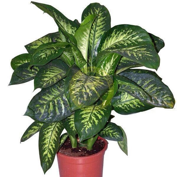 Türkiyenin ilerleyememesinin sebebi ;