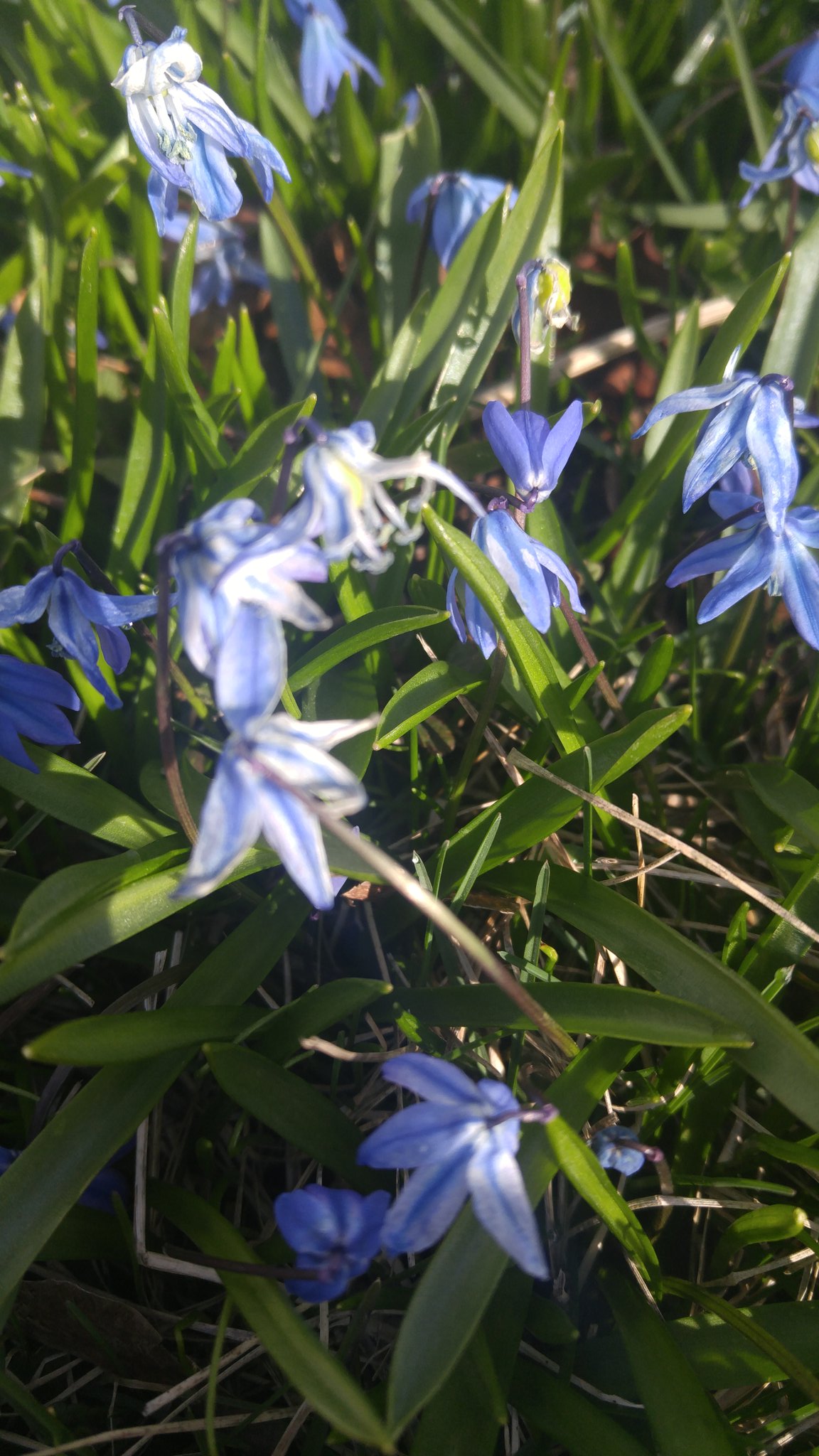 Good morning lovelies, it appears Spring has sprung. This goddess is happy. Would be even happier if you #spoilme https://t.co/6LAXku6ax4