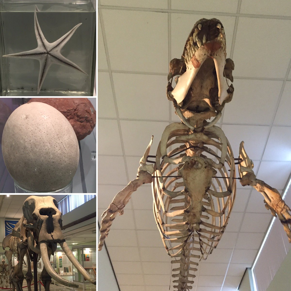 UniRdg_SpecColl's tweet photo. We're at the fascinating @ColeZoology museum for our social media meeting today! #UMASC https://t.co/jqcyxV71oT