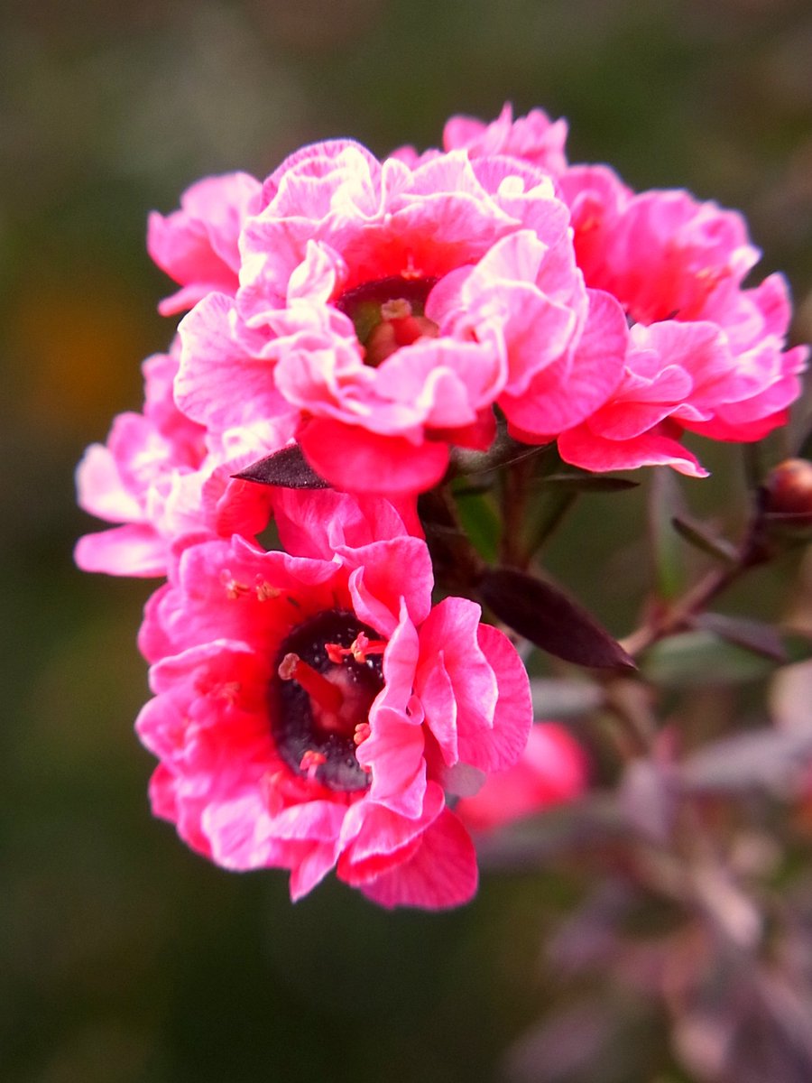 ゆうこ 御柳梅 魚柳梅 ニュージーランドやオーストラリアのタスマニア地方原産の 耐寒性常緑低木で ニュージーランドの国花 オーストラリア等では 蜂が御柳梅の花の蜜を吸う事が知られており 蜂蜜の蜜源になっている 花 ギョリュウバイ T