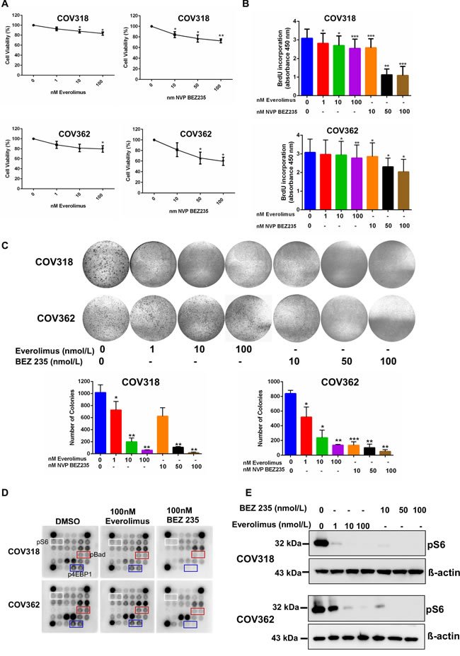 Oncotarget's tweet photo. https://t.co/9KzepEKJOL Featured cover paper in #Oncotarget https://t.co/KbOf1mbh9S - #ovarian #aging #Gerotarget https://t.co/g5oxIChe44