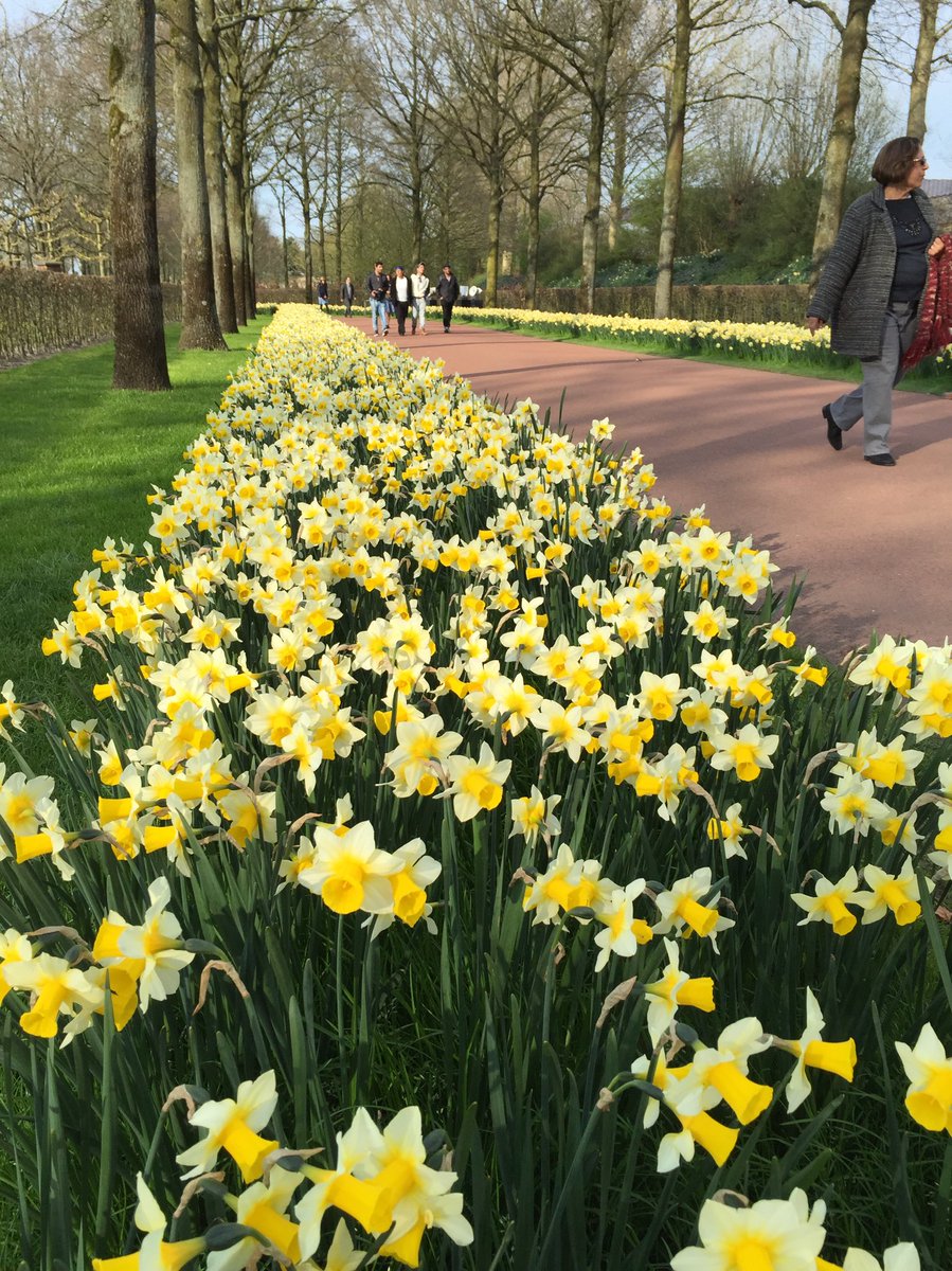 Daffodil Golden Echo #Keukenhof, back every year, one week later, in full bloom, the second year after planting!!!