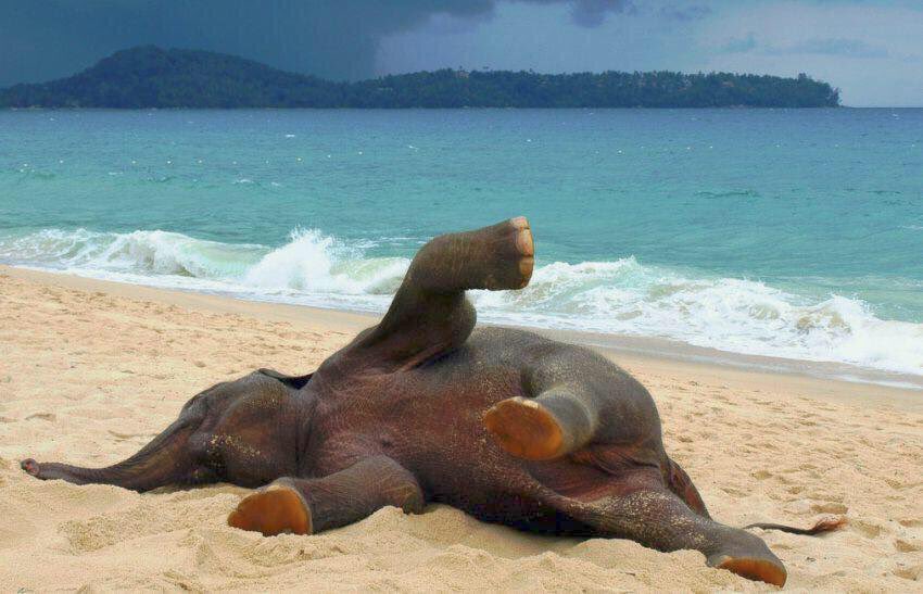 tatagulin's tweet photo. Nada melhor pra alegrar o dia do que um bebê elefante na praia https://t.co/jccGXBvqIo