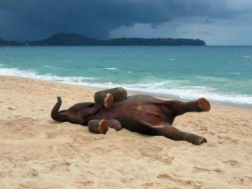 tatagulin's tweet photo. Nada melhor pra alegrar o dia do que um bebê elefante na praia https://t.co/jccGXBvqIo
