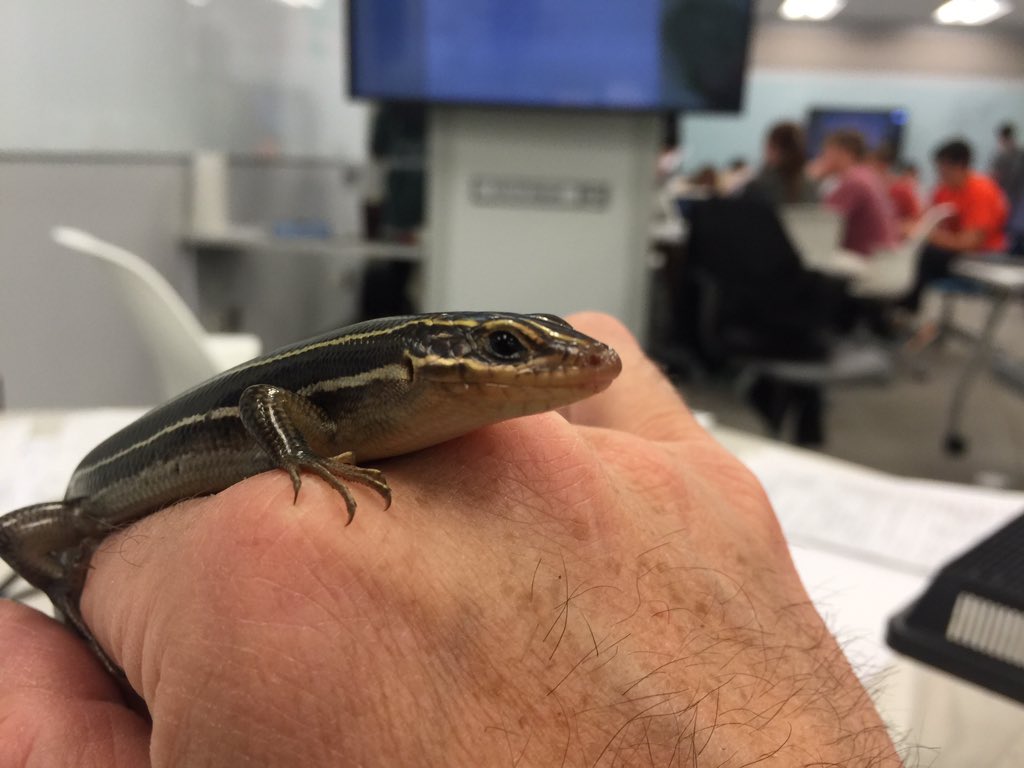 OrgOfTheDay's tweet image. #oops #organismoftheotherday