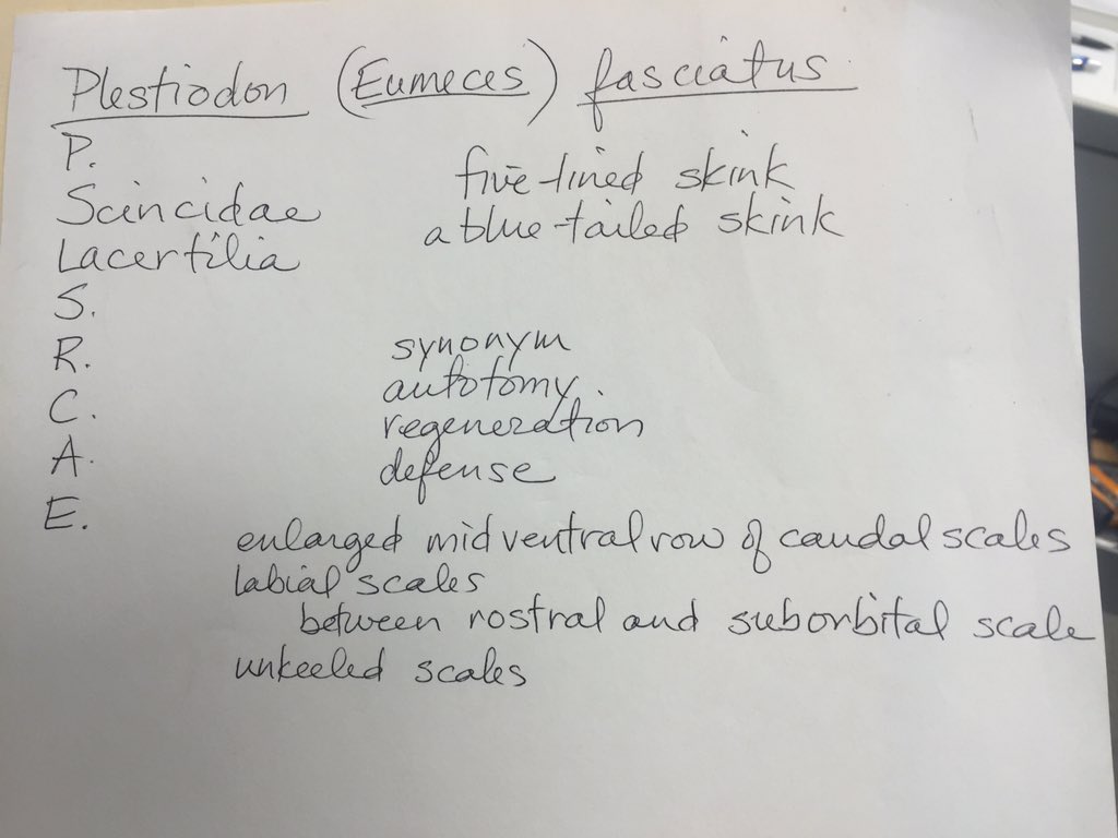 OrgOfTheDay's tweet image. #oops #organismoftheotherday