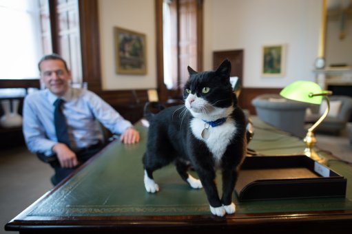 It's official #BatterseaCat Palmerston has taken up residence in the Furr-eign Office. 
bit.ly/25ZUakb