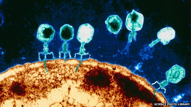 Resultado de imagen de virus bacteriofagos