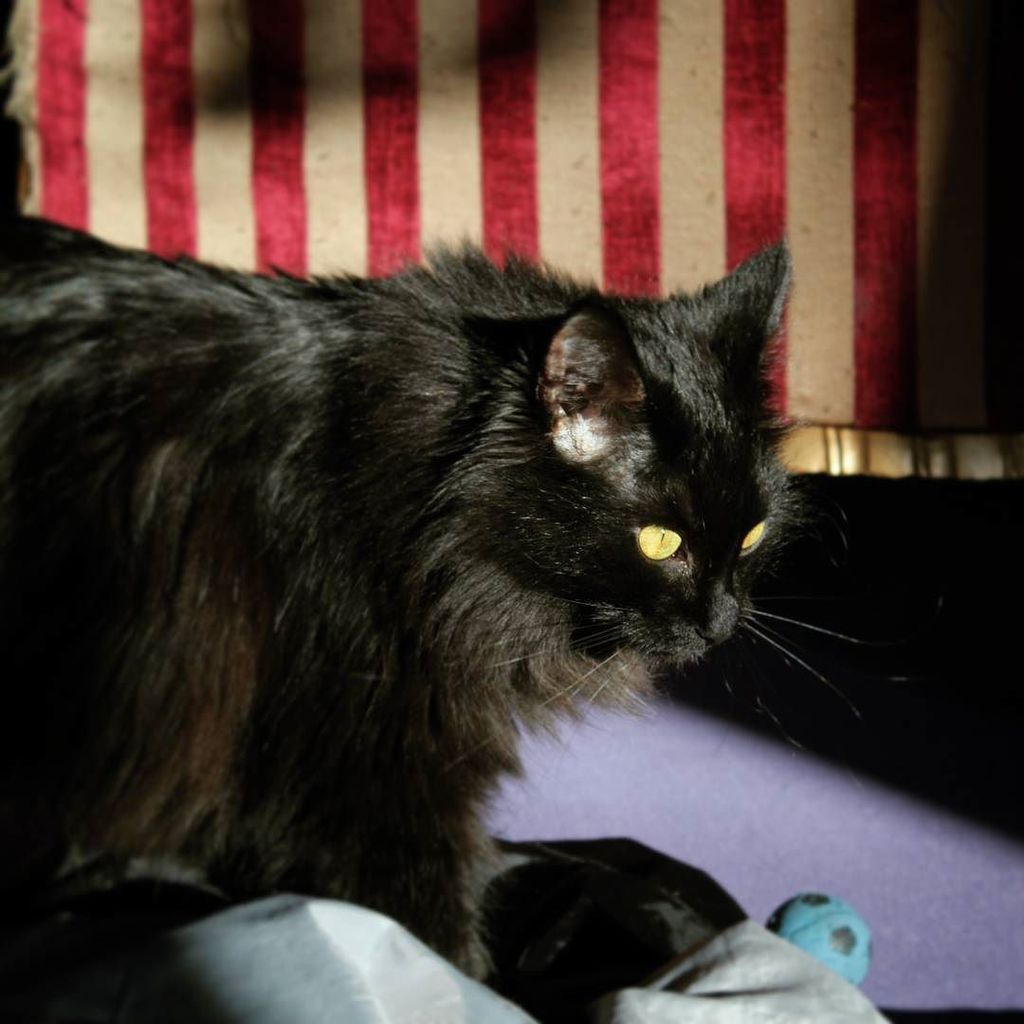 Purnauskis's tweet photo. Fluffy & shiny Piki-Nelli 😸
#pikinelli #purnauskis #kissakahvila #catcafe #blackcat #musta… https://t.co/7LjxbBYDiD https://t.co/Xp7okTnNgD