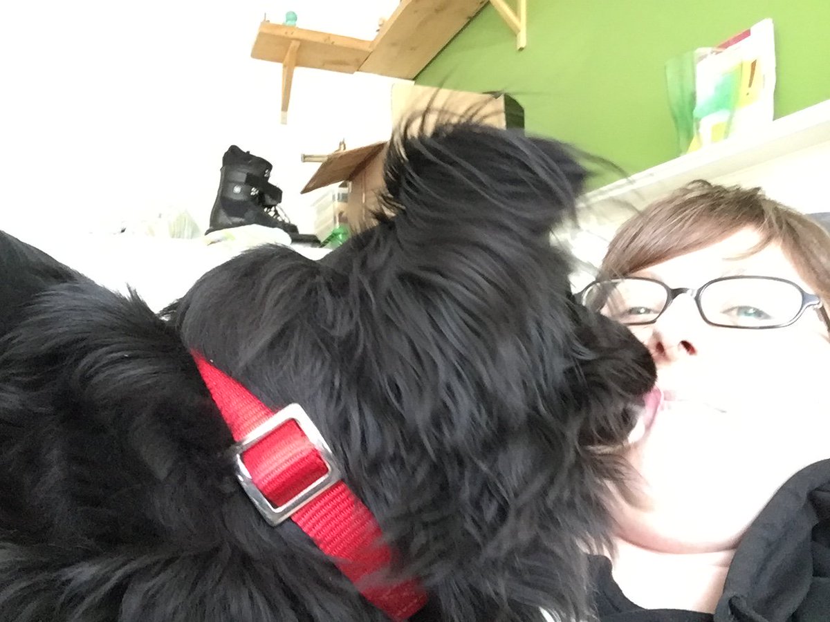 skittlesolives's tweet photo. This happens when i try to work on the couch #cuddleattack https://t.co/Om3M2BmWoc