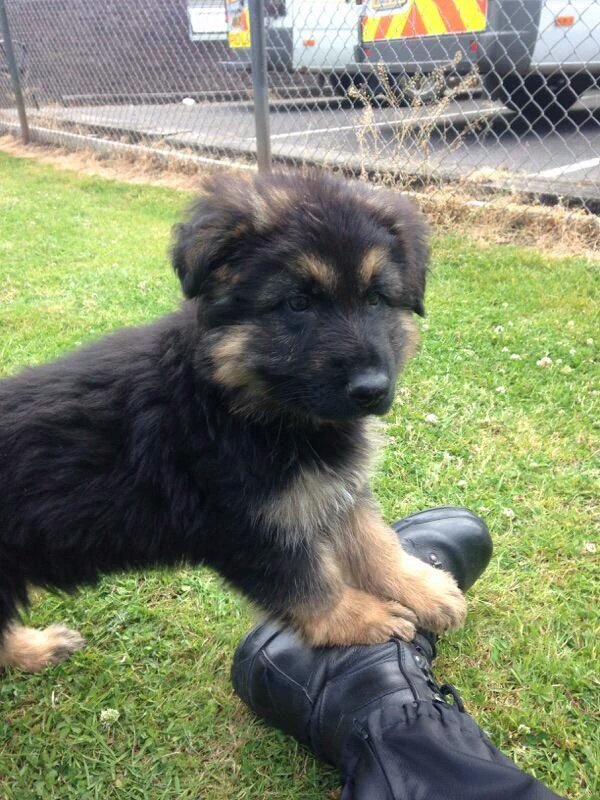 ASPoliceDogs's tweet photo. A happy first birthday to TPD Gunnar. In line to become operational in October 2016  #birthdayboy#futurecrimefighter https://t.co/0clOmQw4M6