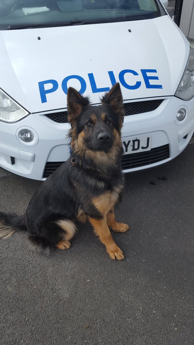 ASPoliceDogs's tweet photo. A happy first birthday to TPD Gunnar. In line to become operational in October 2016  #birthdayboy#futurecrimefighter https://t.co/0clOmQw4M6