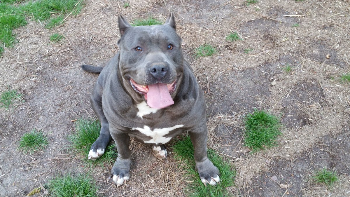 HardRockBullys's tweet image. Here is a pic of Wild Thang on 4/7/16.  
She is a big loveable baby!  
HardRockBullys.com