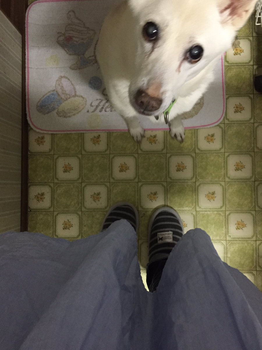 うさやまうさこ おめめ白くなってもめんこい 老犬の誇り白いおめめ はなちゃんは仔犬から成犬 になるまで真っ白い毛並みでしたが おばあたんになったら こんがりうまそうな塩せんべい色になりました あ 目やにとるの忘れた 歌舞伎顏 秘密結社老犬