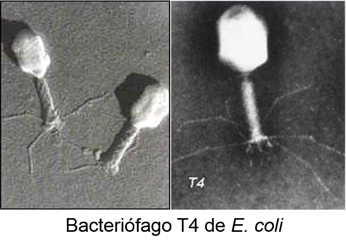 Microscopio De Bacteriófagos