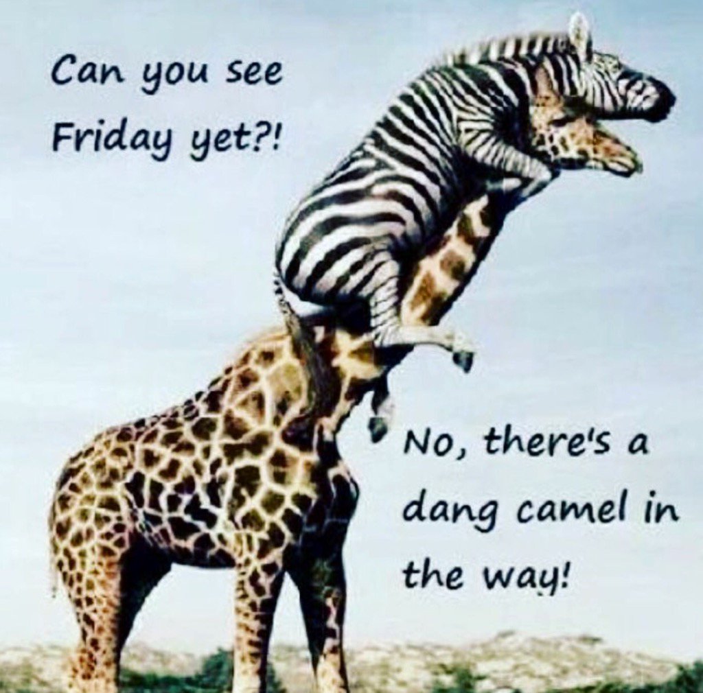 PatByrnesMiller's tweet photo. #humpday
#lookingForFriday https://t.co/S475yOsdae