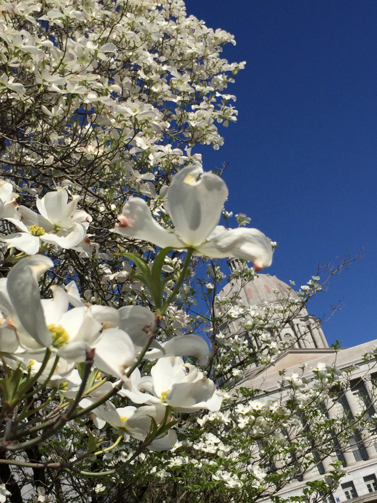 cyndigamble's tweet image. Beautiful place to work! #MoCapitol#moleg