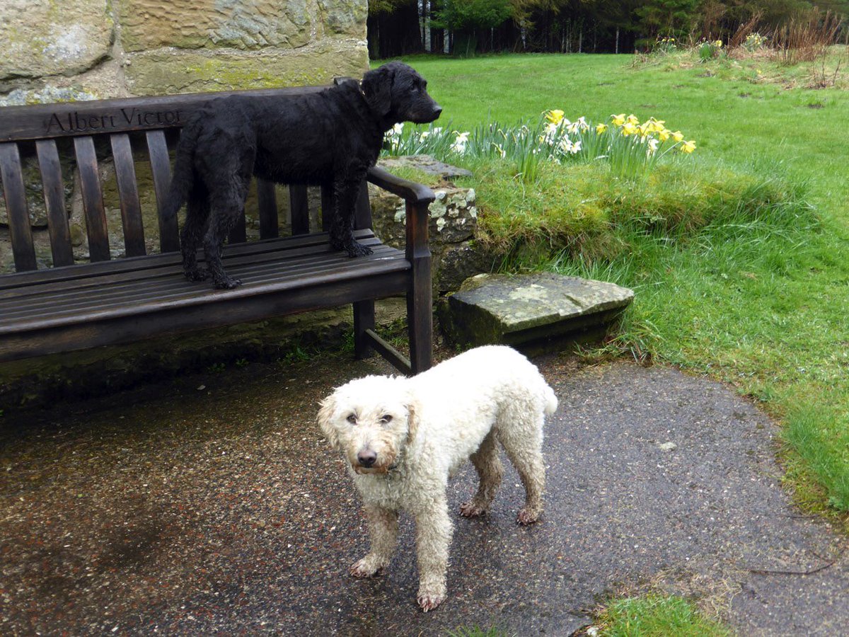 Thehenlady's tweet photo. Daisy’s woolly fur soaks up water. She was a bit soggy by the end of walk at #Biddlestone Chapel https://t.co/BvhbjYF4Rm