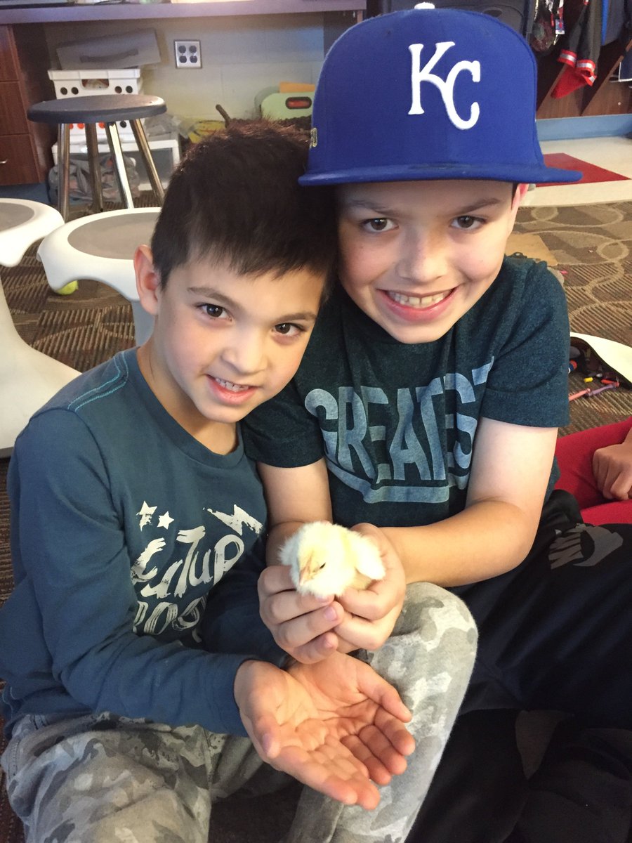 KBMissLarson's tweet photo. Exciting day today! We got to hold the baby chicks in @kinderhubb's room! So cute and fun! https://t.co/SKd3I7wPmn
