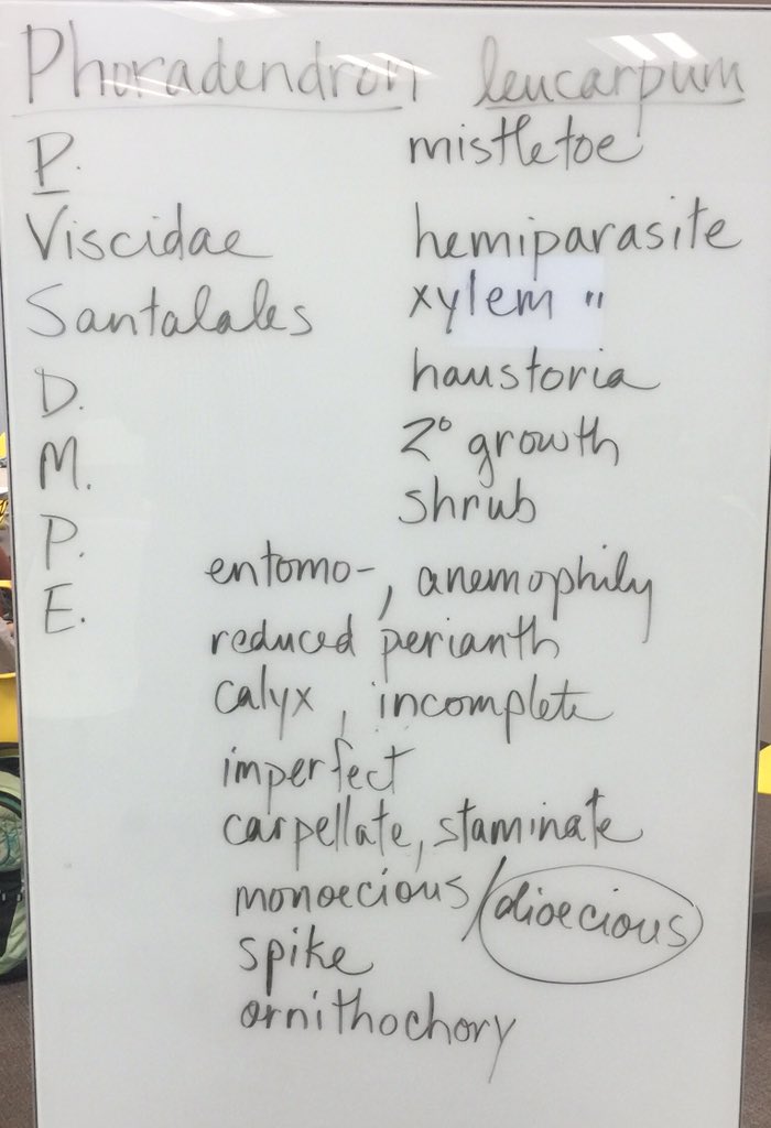 OrgOfTheDay's tweet image. #mistletoe