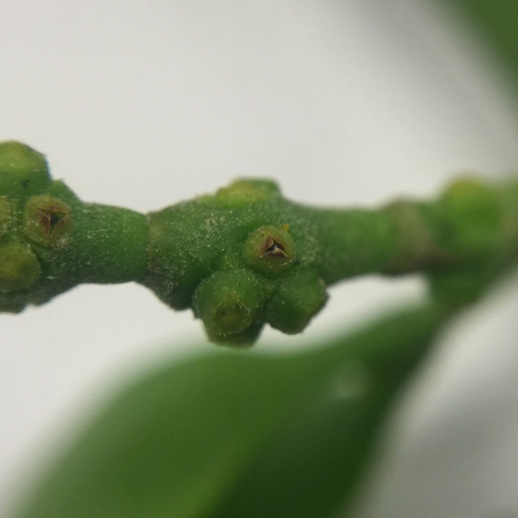 OrgOfTheDay's tweet image. #mistletoe