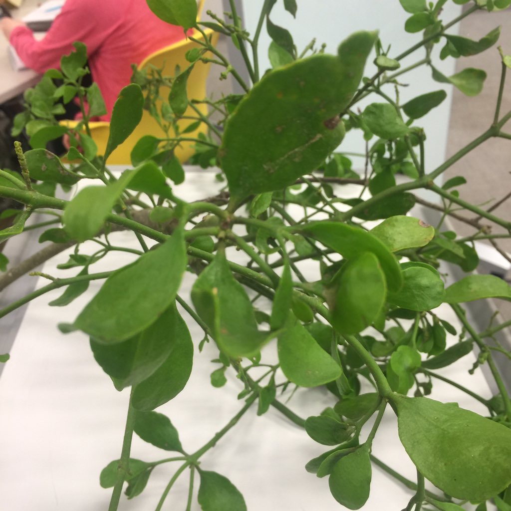 OrgOfTheDay's tweet image. #mistletoe
