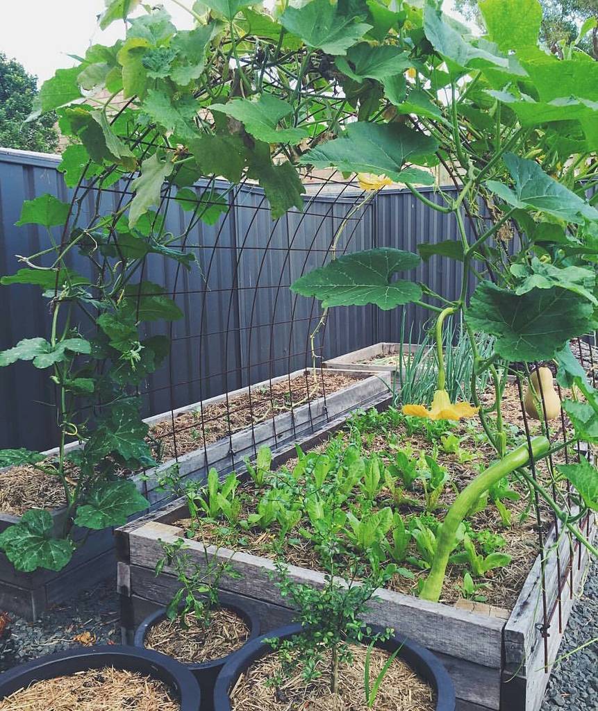 Great way to trellis and save room.
<a href="/sunandseed/">Sun & Seed</a> ift.tt/1qI0xZ1