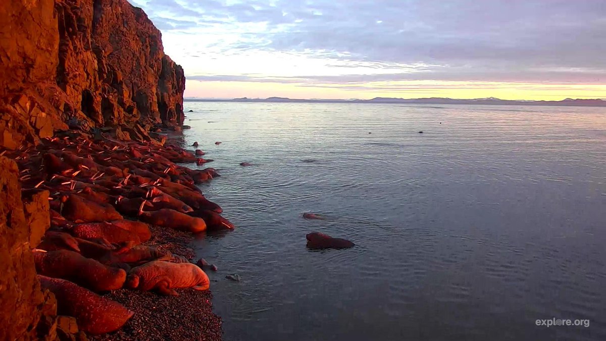 exploreorg's tweet image. #Sunrise on Round Island give the walruses a most beautiful shade of pink! Watch live: explore.org/walrus