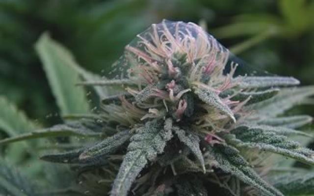 HIGH_TIMES_Mag's tweet photo. #Grow Q&amp;A: How Do I Emulsify My Neem Oil For Pest Control?
https://t.co/Wzt24kV5wc https://t.co/IYkhuVPTX7