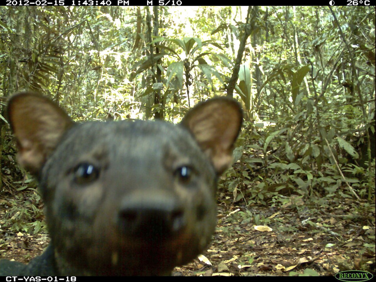 The hidden camera network that's helping conserve the jungle greatbig.is/22rdtyb via @GreatBigStory #greennews
