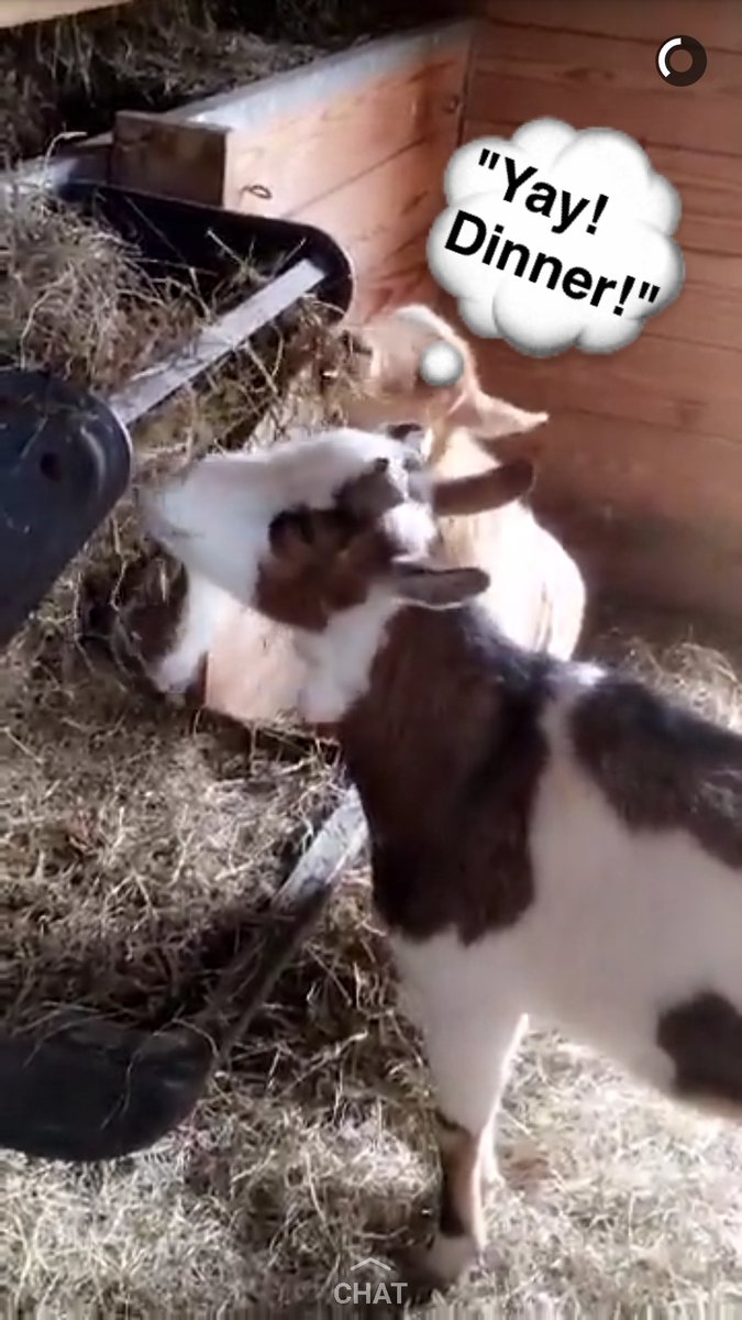 snapchat goat