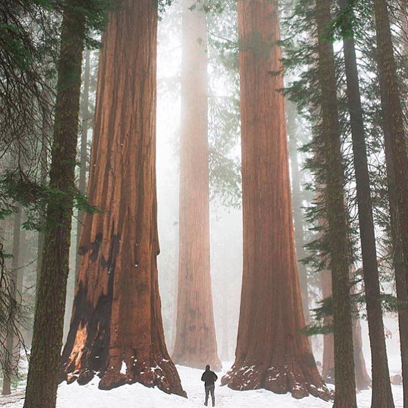 Be like a tree in pursuit of your cause: stand firm...&amp; learn tranquility #WednesdayWellness ow.ly/10D8w3