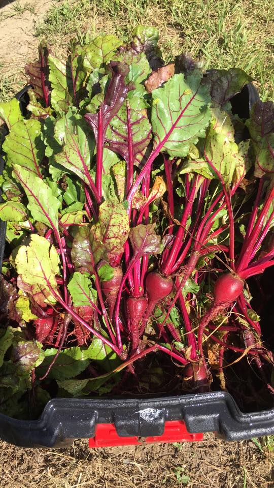 Our beets for our burrata beet salad are freshly harvested from our Angèle Garden. @NapaGarden #FarmtoTable