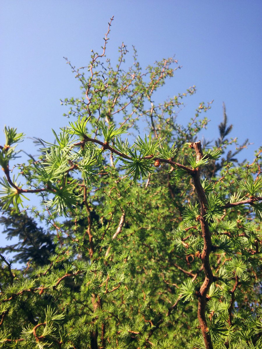 psychoikawa's tweet photo. today's theme: 50 shades of trees π±β #picturesforconnor @ConnorFranta https://t.co/kBmKXRs9tR