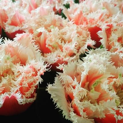 Now available, Queensland Tulip, only at Stargazer Barn!
 stargazerbarn.com/shop/bloom/que…