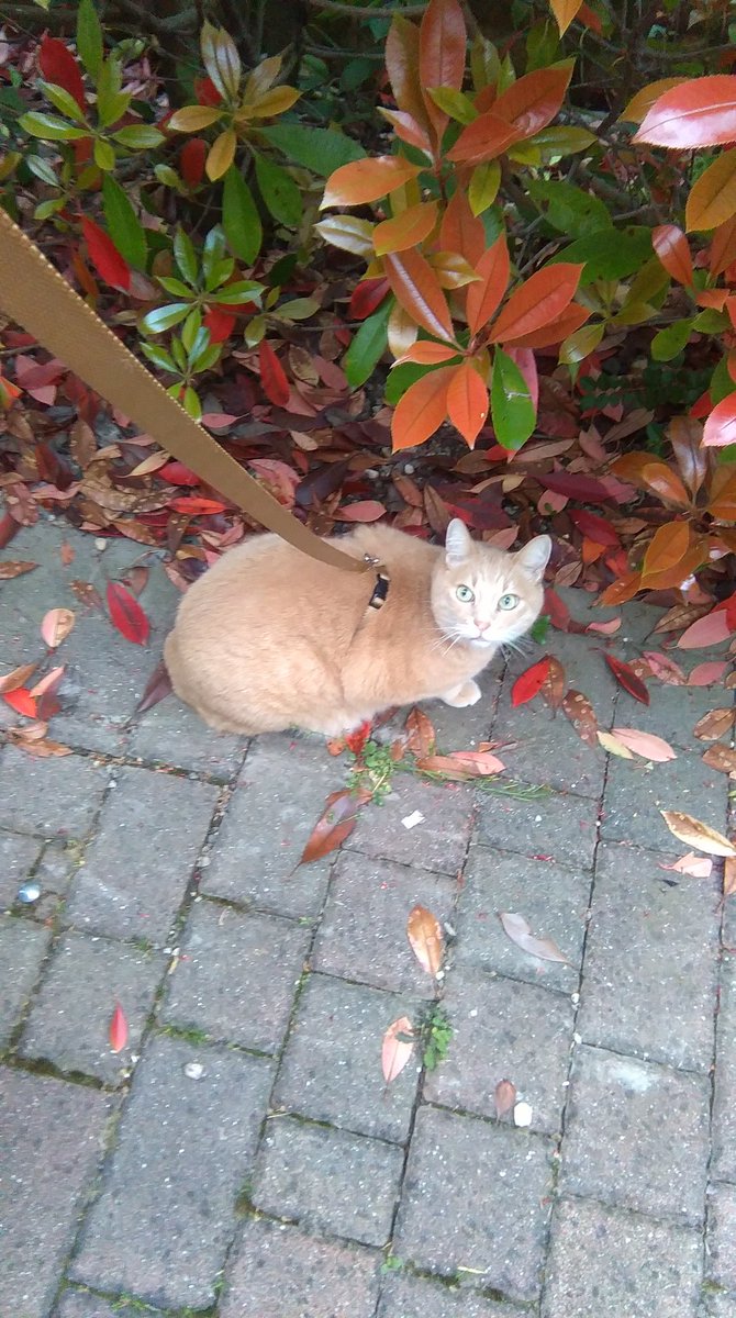 xclode's tweet photo. #cats he hate me ...... https://t.co/pfusGLve4P