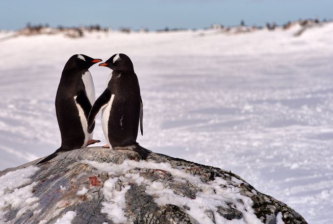 TreehuggerTwo's tweet photo. Antarctica's penguins need your mouse clicks https://t.co/v5jZRrz67K by @michaeldestries https://t.co/V9Kov365H5