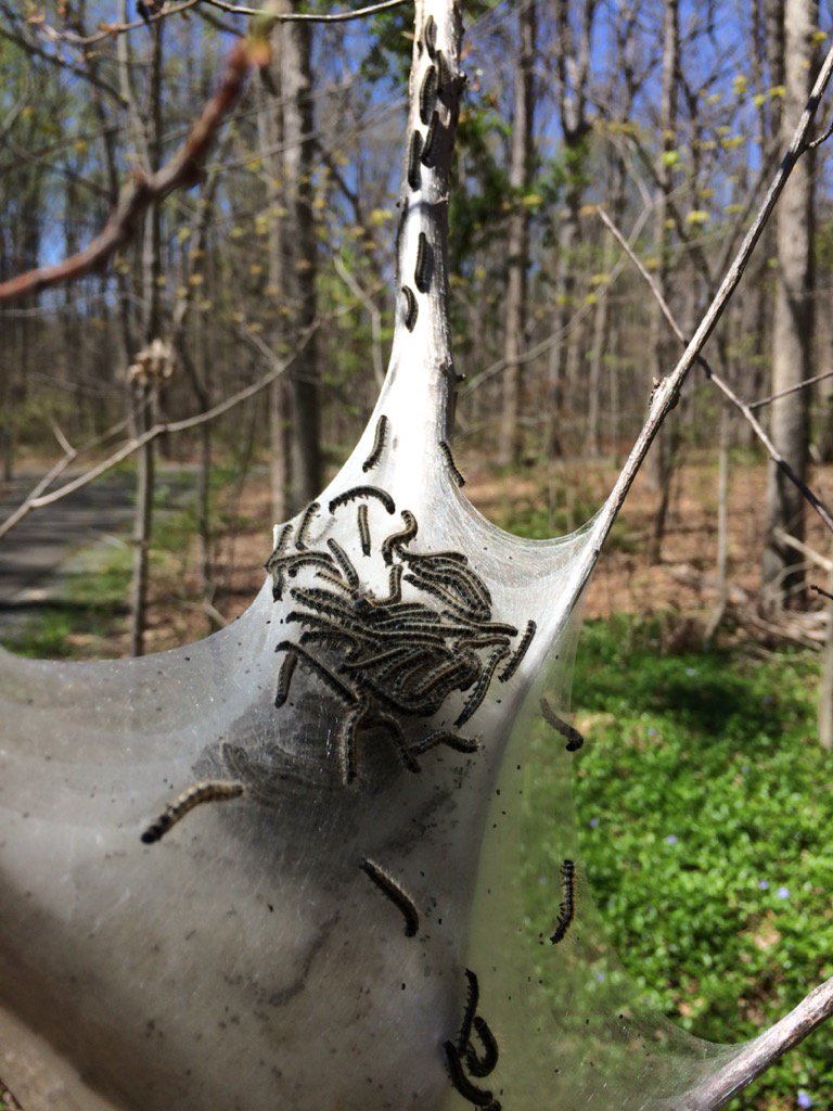 Here comes spring in #Reston