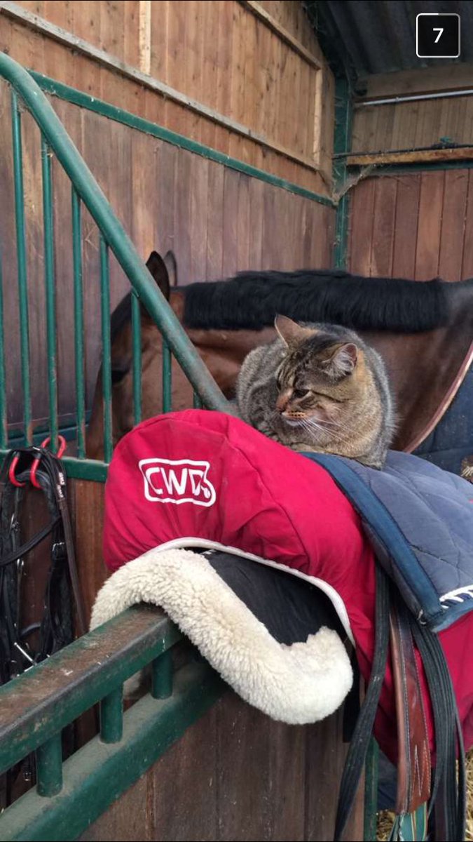 #CWDriders | Snap of the week: When the rider's away, the cat will play! 
Add @CWDOfficial and send us your snap  👻