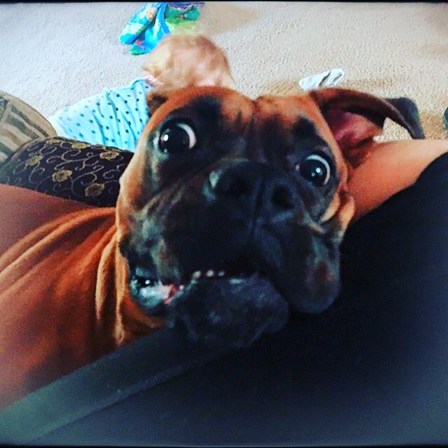 Boxer Lovers (@boxersnation) on Twitter photo 