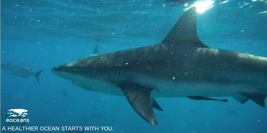 GillsClub's tweet photo. Learn more about the @eoceans_org project with @Chris_WardPaige: https://t.co/tDFRUAkUJy #savesharks https://t.co/ifJAR6ZyO8