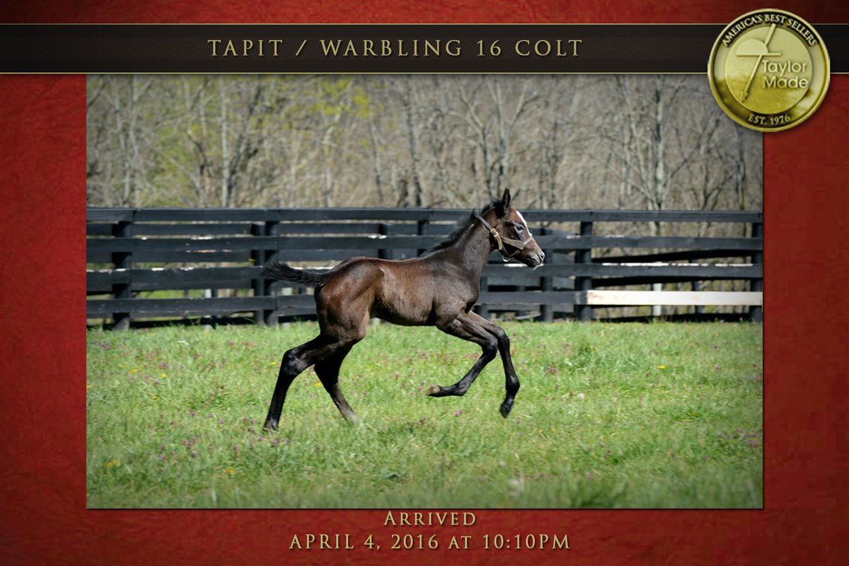 TaylorMadeSales's tweet photo. A nice #Tapit colt born 4/4/16 out of GSW mare Warbling is loving spring in the Bluegrass! #Foalsof2016 https://t.co/UYRElDo4CB